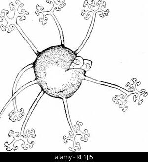 . Des études de l'usine ; une école primaire la botanique. La botanique. THALLOPHYTES : champignons 275. une petite sphère, qui a suggéré le nom Microsplmra (Fig. 241). La paroi solide de l'ascocarpe porte beauti- ful-poils ramifiés appendices (Fig. 242). L'éclatement de ce mur plusieurs fruits spore très délicate, à la vessie comme ZSC sont extrudées, et grâce à la paroi transparente de chaque sac il y a peut-être vu plusieurs spores (Fig. 242). L'ascocarpe, donc, est une affaire, tout comme est le Algaj cystocarp de l'eed (article 174). La délicate dans les asques sont sacs, un mot signifiant " sac," et chaque ascus est e Banque D'Images