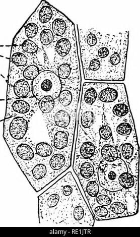 . Des études de l'usine ; une école primaire la botanique. La botanique. THALLOPHYTES : ALGiE A-x 227 B- O-"' plantes plex se composent de très nombreuses cellules. Il est nécessaire de savoir quelque chose de la vie ordinaire avant de cellules végétales les corps d'algues ou d'autres organes des plantes peut être compris. Une telle cellule si free est approximativement sphérique (Fig. 204), mais si vous appuyez sur par des cellules contiguës peuvent être modifiées de diverses façons- dans la forme (Fig. 200). Communes il y a une mince paroi, élastique, composé d'une sub- stance appelé cellulose. La paroi cellulaire, par conséquent, forme un sac délicat, qui contient le vivant substa Banque D'Images