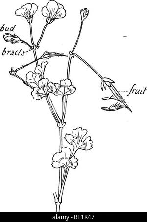 . La botanique de l'Afrique du Sud. La botanique. 180 SOUTH AFRICAN BOTANY autres genres.-Géranium a fleurs régulières et 10 étamines parfait. Monsonia a 15 étamines, et ainsi a Sarcocaulon (bougie-bush).. Mis. 99.-Le Géranium sauvage. De nombreux botanistes : Tropeolum (le jardin- turtium nas) et l'oseille (Oxalis) dans cet ordre. A l'Oxalis feuilles trifoliées radicale qui dans certaines espèces ex- empêcher les mouvements du sommeil. Plusieurs espèces ont des fleurs trimorphic. Il y a 10 étamines, les filaments sont légèrement connés à la base. Les étamines peuvent être à court, moyen ou long, deux sortes d'être trouvés dans une fleur. L Banque D'Images