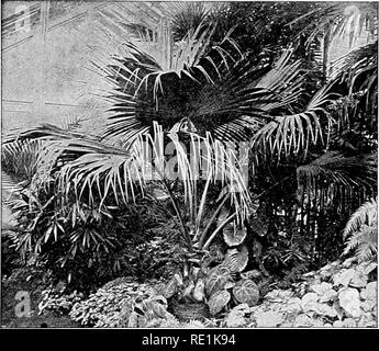 . Des études de l'usine ; une école primaire la botanique. La botanique. 0 pousses je rangement est très différente de celle de l'Monocotyle- dons. Il sera remarqué comment semblable dans l'aspect général est l'habitude de la fougère arborescente et celle de la Palm (voir Fig. S3). 61. Les plantes inférieures.-Dans le cas de moss-plantes, et ces algues ? Et les champignons que de développer des tiges, les tiges sont beaucoup. Fig. 82. Le palmetto de Palm (Palm) type de ventilateur, avec tige basse et d'une couronne de grandes feuilles. plus simple dans la construction, mais ils servent le même objectif général. 62. Par conduction la tige. à part le travail de production de feuilles et ameublement mec Banque D'Images