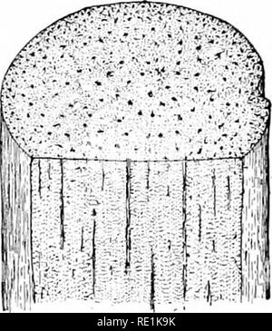. Des études de l'usine ; une école primaire la botanique. La botanique. 65 les pousses et les tiges qui augmentent de diamètre appartiennent pour la plupart de grands groupes appelés les dicotylédones et les Conifères. Pour l'ancien appartiennent la plupart de nos arbres communs, tels que l'érable, chêne, hêtre, noyer, etc. (voir fig. 58, 59, 60, 61), ainsi que la grande majorité des plantes communes ; à la dernière partie des pins, des pruches, etc. (voir fig. 56, 57, 64, 193, 194). Cette augmentation annuelle de diamètre arbre permet d'éteindre un nombre accru de branches d'où feuilles chaque année, de sorte que sa capacité de travail feuilles être- vient une plus grande année après année. Banque D'Images