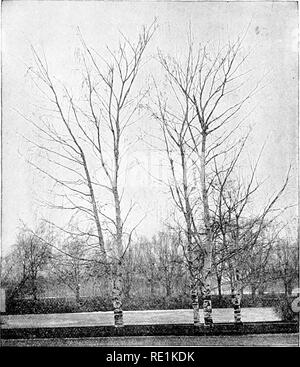 . Des études de l'usine ; une école primaire la botanique. La botanique. SHOOTS 71 ils n'ont pas besoin d'être exposés à la lumière. Les tiges ne portant que des feuilles d'échelle, par conséquent, n'ont pas de lumière nécessaire-relation, et peut être gratuit des ainsi que l'antenne. Pour le même. Fig. 62. Un groupe de pleurs et de bouleaux, montrant l'étrange la ramification et hantHng ramilles. Les troncs montrent également l'habitude d'écorce de bouleau en décollant en bandes autour de la tige. motif feuilles d'échelle n'ont pas besoin d'être séparés les uns des autres, mais peuvent se chevaucher, comme dans les bourgeons en question. Les feuilles d'échelle parfois se produire et mélangés avec le feuillage 6. Moyens Banque D'Images