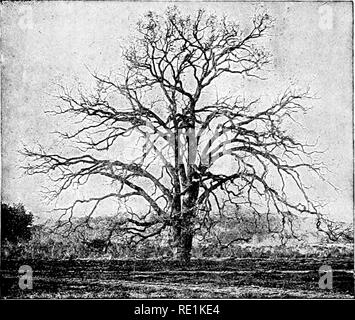 . Des études de l'usine ; une école primaire la botanique. La botanique. 69 pousses ceci a l'effet de placer les feuilles à angle droit avec les rayons de lumière, et, à cet égard, l'héliotropisme de la tige le sida dans l'obtention d'une position favorable leaf (voir fig. G3, G3a). Tiges couchées sont différemment touchés par la lumière, cependant, être réalisé transversalement pour les rayons de lumière. Il en va de même pour beaucoup de feuillage. Fig. 60. Un chêne dans sa condition d'hiver, montrant la grande ramification. Les diverses directions des branches ont été déterminées par la lumière-relations. branches, comme peut être vu par observin Banque D'Images