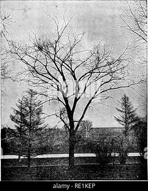 . Des études de l'usine ; une école primaire la botanique. La botanique. 67 pousses des arbres communs peuvent être connues, même à distance, par leurs habitudes caractéristique (voir fig. 60, 01, 02). La difficulté de la problèmes mécaniques résolus par ces corps énorme est très grande. Ils maintiennent la forme et la position et en- dure d'énormes pressions et tensions.. Fig. 58. Un orme dans sa condition d'hiver, montrant l'absence d'un service continu de l'arbre central, la tige principale bientôt briser en branches, et donnant un top. Sur chaque côté à l'arrière-plan sont des arbres du genre pin, montrant l'arbre central et conique contour.. Moyens Banque D'Images