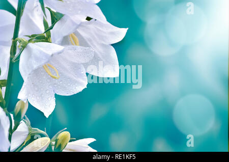 La campanule à feuilles rondes campanula blanc élégant ou fleurs avec de l'eau gouttes de rosée du matin, macro, soft focus. Magie romantique floral avec image artistique floue bleu Banque D'Images