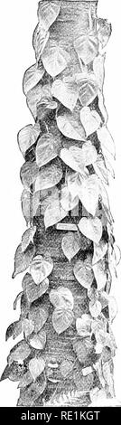 . Des études de l'usine ; une école primaire la botanique. La botanique. 60 Les études de l'usine que le groupe grandement la puissance des feuilles est réduit. Sans une très grande profondeur de l'eau une limite est atteinte, au-delà de laquelle la lumière n'est plus en mesure de bo de service pour les feuilles dans leur travail. Par conséquent, c'est que des plantes de l'eau sont limités à la surface de l'eau, ou des lieux à Shoal ; et dans les lieux de la végétation est très abondante. L'eau est si grave un obstacle à la lumière qui très nombreuses plantes apportent leurs feuilles de travail à la surface et flotte, comme illustré à nénuphars, obtenant ainsi la lumière de l'intensité non diminuée. 4 Banque D'Images