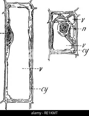 . La botanique de l'Afrique du Sud. La botanique. CHAPTEE II. La cellule. 10. La cellule.-l'ensemble des tissus d'une plante sont composés d'unités appelées cellules (fig. 10). Ces re- semble les cellules de tissus animaux à bien des égards, mais n-. FiG. 10.-cellules typiques. n. Noyau, c. vacuole, cxj. Cytoplasme. diffèrent d'eux en ce qu'ils sont entourés par un mur fait d'une entreprise appelé Hydrate de cellulose. Une anguille typique] contient une masse de cytoplasme, une substance liquide composé d'un sous-sol clair 18. Veuillez noter que ces images sont extraites de la page numérisée des images qui peuvent avoir été numériquement Banque D'Images