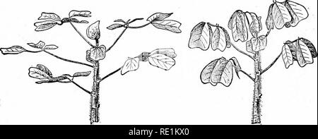 . Des études de l'usine ; une école primaire la botanique. La botanique. Feuilles : FOLIAGK KELATION LA LUMIÈRE" 9 et pas trop. L'clanger de trop de lumière n'est pas la même dans le cas de toutes les feuilles, même sur la même plante, pour certains le sont plus que d'autres à l'ombre. Laisse aussi un moyen de se protéger de la lumière trop intense par leur structure, plutôt que par une modification de leur posi- tion. Par conséquent, il est évident que la position exacte de la feuille un bien particulier est titulaire en relation avec la lumière dépend de beaucoup de circonstances, et ne peuvent pas être couverts par une règle générale, sauf qu'elle cherche à obtenir toute la lumière Banque D'Images