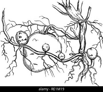 . Un manuel de botanique. La botanique. Manuel de Botanique 46 épines sont vraiment mise à branches est prouvé non seulement par leur structure, ce qui est exactement la même que la tige ou la branche sur laquelle ils sont placés, mais aussi par leur position dans l'aisselle de l'Epe. 6S.. Fiij. 68. Les tubercules de la pomme de terre tuberosmn {Solanum commun), les feuilles ; par leurs feuilles portant parfois, comme dans la prunelle (fig. 64) et l'eest-harrow ; et par leur être changé fréquemment dans des branches à feuilles par culture, comme " dans la pomme et poire. Les épines sont parfois con- fondé de piquants, mais ils sont facilement distin- Banque D'Images