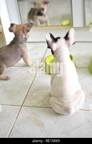 Deux chiots manger un bol de granule Banque D'Images