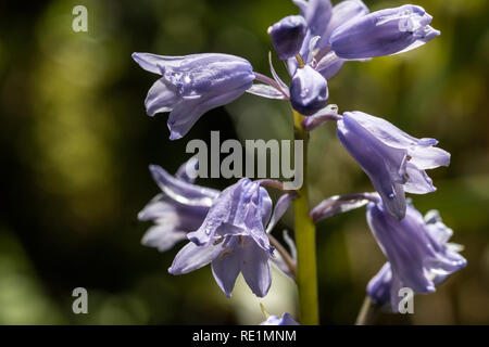 Close up of Spanish Bluebells Banque D'Images