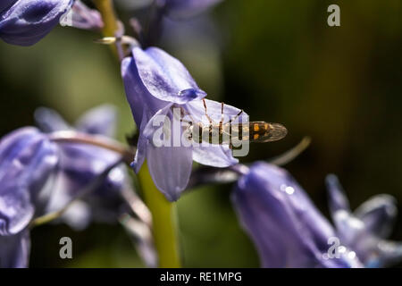 Close up of Spanish Bluebells Banque D'Images