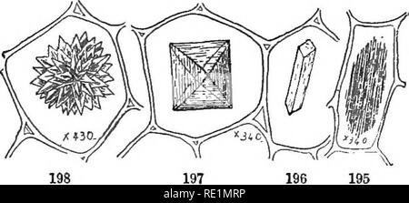 . Les éléments de botanique embrassant organography, histologie, physiologie végétale, botanique systématique et botanique économique ... ainsi qu'un glossaire complet de termes botaniques. La botanique. Les tissus. 87 cellules, et en faisceaux parallèles s. Encore d'autres formes sont des prismes, octohedra, etc. Ils peuvent être soit simple (.fig.. 196, 197), ou composé (Fig. 198). Les cristaux de carbonate calcique ne sont pas si fréquents. Une forme particulière, appelée cystolithes (Gr. cystis, vessie, lithos, pierre), se produit dans les feuilles d'ortie (UiiicacecB tbe, Fig, Mûrier, Hop, etc.), une excroissance en forme de projets dans la cellulose Banque D'Images