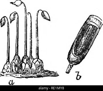 . Une histoire du règne végétal ; englobant la physiologie des plantes, avec leurs usages pour l'homme et les animaux inférieurs, et leur application dans le domaine des arts, manufactures, et de l'économie domestique. Illus. de plusieurs centaines de chiffres. La botanique, la botanique, économique ; 1855. CRYPTOQAMIC la fructification. 77 seoptioism researcli, incompatible avec l'impartialité, whicli découvert lui-même même dans le célèbre Necker, l'exhortant à s'exclamer plutôt trop imprudemment, que quelle a été ou pourrait être dit de la fructification des mousses, il a été décidé de considérer comme une fiction ou un rêve. Dans ce stade de progi- Banque D'Images