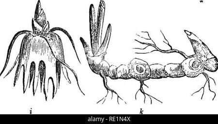 . Une histoire du règne végétal ; englobant la physiologie des plantes, avec leurs usages pour l'homme et les animaux inférieurs, et leur application dans le domaine des arts, manufactures, et de l'économie domestique. Illus. de plusieurs centaines de chiffres. La botanique, la botanique, économique ; 1855. Avec le premier de ses matériaux et de développement de la nutrition. Tliey miftlit également être considérés comme des tiges charnues et subterraneous court, et les yeux whicli miglit printemps d'eux être considérés comme des bourgeons. Ou ne pourrait-on pas plutôt regai-d'eux comme subten-aneous cotylédons, contenant le germe de la future plante, et la nourriture nécessaire pour i Banque D'Images