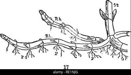 . Les éléments de botanique embrassant organography, histologie, physiologie végétale, botanique systématique et botanique économique ... ainsi qu'un glossaire complet de termes botaniques. La botanique. . Veuillez noter que ces images sont extraites de la page numérisée des images qui peuvent avoir été retouchées numériquement pour plus de lisibilité - coloration et l'aspect de ces illustrations ne peut pas parfaitement ressembler à l'œuvre originale.. Kellerman, William Ashbrook, 1850-1908. Philadelphie, J. E. Potter et compagnie Banque D'Images