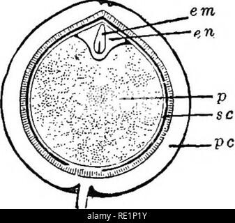 . Botanique élémentaire. La botanique. P'ig. 309. Fig. 310. L'article d'un bout de l'ovule de trillium, montrant embryon e n - jeune embryon dans l'endosperme. larged. n'est pas tous consommés par l'époque la graine est mûre. Des exemples de ce type sont trouvés dans la famille, la violette, muguet, palm, fig. 311. Semence de violette, la vue externe, et de l'article. La section affiche l'embryon se trouvant dans l'albumen.^. Fig. 312- La Section de fruits de poivre (Piper nigrum), montrant l'embryon petit couché dans une petite quantité de sperme blanchâtre endo- à une extrémité, le périsperme oc- cupying la partie la plus grande de l'intérieur, entouré de par Banque D'Images