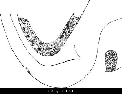 . Botanique élémentaire. La botanique. Gamétophyte ET SPOROPHYTE. Ing 235 de l'endosperme dans l'embryon est stocké dans le cotyle- dons pour utilisation au cours de la germination. Dans d'autres plantes l'endosperme. P'ig. 309. Fig. 310. L'article d'un bout de l'ovule de trillium, montrant embryon e n - jeune embryon dans l'endosperme. larged. n'est pas tous consommés par l'époque la graine est mûre. Des exemples de ce type sont trouvés dans la famille, la violette, muguet, palm, fig. 311. Semence de violette, la vue externe, et de l'article. La section affiche l'embryon se trouvant dans l'albumen.^. Veuillez noter que ces images sont extraites de sc Banque D'Images