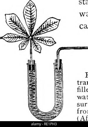 . Botanique élémentaire. La botanique. 40 Journal PHYSIO Y. 88. Pression racinaire peut dépasser la transpiration.âIf nous couvrir de petites plantes en croissance active, tels que le maïs, blé, pois, fèves, etc., avec un pot de Bell, et de sa place dans la lumière du soleil où la température est idéale pour la croissance, dans quelques heures, si les conditions sont favorables, nous allons voir qu'il y a des gouttes d'eau debout sur les marges des feuilles. Ces gouttes d'eau ont exsudé par les stomates ordinaires, ou dans d'autres cas ce qu'on appelle des stomates de l'eau, grâce à l'influence de pression racinaire. L'installation étant â ^" couverts par le bocal en verre, t Banque D'Images