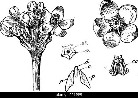 . Un manuel de botanique des Indiens. La botanique. CLASSIFICATION 242 capables de pénétrer au nectar. Le mécanisme des fleurs de Vinca rosea, tagar et malati, exclut l'autogamie et induit l'allogamie. Nat. 15 du règlement. . Asclepiadacece-herbes ou d'arbustes, généralement twining, avec jus laiteux. Habituellement les feuilles en face, ensemble. 5, sépales connés dans un calice inférieur. 5 pétales connées, lobes valvaires, la gorge de la corolle avec une couronne de poils, écailles, ou des processus. Étamines 5, l'organisation des filaments creux dans une colonne. Fig. 208. {Calotrofiis - Akanda gigantea) st. La stigmatisation. ", Anthère, d. Disque, t. Caudicule, / Les pollinies, Banque D'Images