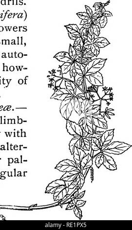 . Un manuel de botanique des Indiens. La botanique. 202 CLASSIFICATION (fig. 174) ; les petits goale-iata (Vtiis setosa), le sa- baceous de feuilles qui, torréfiées et huilé, sont appliqués aux tumeurs de suppuration ; Vitis repanda, un grand grimpeur sans vrilles ; et dhol ou {hatikan-samudra Leea macrophylla), une plante avec les feuilles inférieures à environ 2 pieds de diamètre et l'angle supérieur à ceux qui ^ J pied partout, sans vrilles. Les Vignes {Viiis vinifera) appartiennent à cette famille. Les fleurs de cet ordre sont principalement des petites, verdâtres, homogamous, et auto- gamous. Leur parfum, cependant, indique la possibilité Banque D'Images