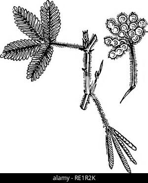 . Un manuel de botanique des Indiens. La botanique. 156 LA MORPHOLOGIE. Fig. 138.- -Lajwabati {Mimosa pudica), un lomentum. la suture ventrale uniquement, comme dans d'akanda (voir fig. 123) et karabi ; ou, à l'occasion, par la suture dorsale uniquement, comme dans le Champa. Une légumineuse est un fol- licle déhiscence qui à la fois par les sutures, de sorte que le pericarpdivides halvesorvalves en deux comme on les appelle, comme chez le pois (voir fig. 91), Moog, arhahar, brillaient, et Kal-kasonda. Dans certains légumes faux transversale dissepiments sont formées entre les semences, de sorte que la cellule- carie n'est pas continu- rentes, mais divisé en compartiments, une seule graine et le fr Banque D'Images