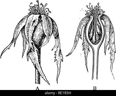 . Un manuel de botanique des Indiens. La morphologie de l'ISI. botanique graines. Dans le thalamus Fraise se développe en une masse arrondie gonflée avec la semence- comme les fruits épars sur elle (fig. 134). Tous ces fruits sont appelés faux ou faux, comme des parties autres que l'ovaire prendre un rôle dans leur formation. Les fruits qui sont formés à partir de l'ovaire sont donc seuls. Une Fig :. 133.-branché de la Rose, un fruit entier. H, section longitudinale. appelé vrai par voie de distinction des fruits comme Pine-apple, BET, aswathwa, dumur (voir fig. 72), dale ou madar, Jack-fruit (fig. 135), toont ou Mulberry,. Veuillez noter que l'e Banque D'Images