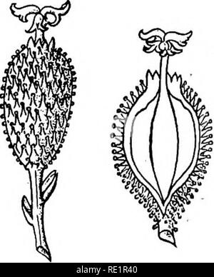 . Un manuel de botanique des Indiens. La botanique. 150 CHAPITRE XXI LA MORPHOLOGIE DES FRUITS ET DES SEMENCES. Nous avons appris que les graines sont produites à partir d'ovules à la suite de la fécondation. La fécondation donne également une impulsion à la croissance de l'ovaire, qui mûrit et forme ce qui est connu sous le nom de fruit. Si la fertilisation échoue, l'ovaire, en règle générale, n'évolue pas en' un fruit, mais withers et tombe en même temps que les autres parties de la fleur. Il y a, toutefois, certaines exceptions, rencontré surtout dans les plantes cultivées, comme le plantain, Orange, goyave, papaye, &amp;c., dans laquelle l'ovaire , mûrit dans eve fruits Banque D'Images