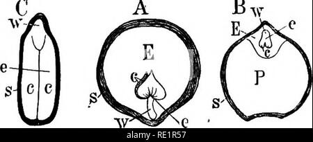 . Un manuel de botanique des Indiens. La botanique. 138 MORPHOLOGIE. distinguer comme périsperme. Les graines avec les endo- et de spermatozoïdes sont périsperme relativement plus nombreux. En général l'endosperme se développe au détriment de l'. ji nucelle et ulti- E-3vc'' ron oblitère. Ces semences sont dites d'albumine, ou avec endo- spermatozoïdes. Cette iscom- Fig. i22.-sections de semences mon Mono- entre un endosperme avec E. B avec e l'endosperme et COtylCdOnS. Dans Exalbuminous^ P. c périsperme graines. ., Testa ; majorité de la SOAD- e, embryon, c, cotylédons ; w, la radicule, tyledons J J, cependant, l'embryon se développe au détriment de la fr Banque D'Images