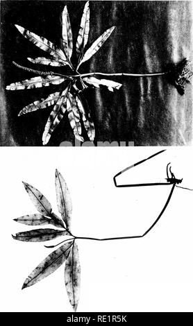 . Le Eusporangiatae ; la morphologie comparative des Ophioglossaceae et Marattiaceae. Ophioglossaceae ; Marattiaceae. a- E T3 o a : &gt ;. Veuillez noter que ces images sont extraites de la page numérisée des images qui peuvent avoir été retouchées numériquement pour plus de lisibilité - coloration et l'aspect de ces illustrations ne peut pas parfaitement ressembler à l'œuvre originale.. Campbell, Douglas Houghton, 1859-1953. Washington, D. C. , Carnegie Institution of Washington Banque D'Images