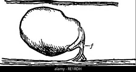 . Botanique agricole, théoriques et pratiques. La botanique, économique, la botanique. Le chapitre II. Graines : LEUR STRUCTURE ET LA GERMINATION. I. Il est bien connu que l'un des plus simples méthodes de soulever les plantes est de semer ce qu'on appelle les semences, mais combien peu il y a parmi les nombreux qui les utilisent qui apprécier pleinement leur véritable nature et de ses capacités. Ce manque de connaissances n'est pas dû peut-être beaucoup à l'absence d'intérêt pour eux, comme pour le fait que pour leur bonne gestion qu'ils sont généralement enterrés loin dans la terre, et sont donc invisibles ; en outre, beaucoup d'entre eux sont si petites que leur structure i Banque D'Images