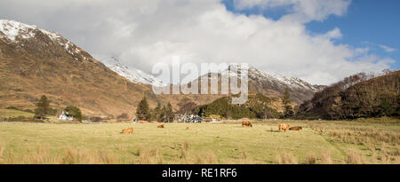 Vache highland écossais se trouvait dans une prairie montrant un intérêt curieux dans ses environs Banque D'Images