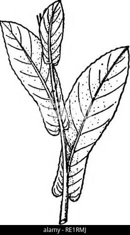 . Un manuel de botanique des Indiens. La botanique. La feuille 33 TiCAL ...
