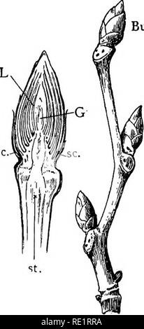 . Un manuel de botanique des Indiens. La botanique. Morphologie 20 la croissance des fleurs, fruits et graines. C'est pour cette raison que ces plantes sont récoltées pour notre utilisation avant d'exécuter à la fleur et les semences. S'ils sont autorisés à exécuter l'en fleur et de semences, ils deviennent impropres à la consommation humaine, leur magasin d'aliments utilisés par les plantes elles-mêmes. Chapitre V LA TIGE La tige est la prolongation de la plumule direct de l'embryon, et pousse habituellement vers le haut au-dessus du sol. Il ' ^»^^ diffère de la racine non seulement dans la direction de sa croissance mais aussi dans plusieurs autres re- ; ainsi, il contrôlera si lea ours Banque D'Images