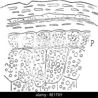 . La nature et le développement des plantes. La botanique. FiG. II. Fig. 12. Fig. II. Les grains d'amidon : A, à partir de la fève. B, à partir de la pomme de terre. C composé de céréales, de pommes de terre. Fig. 12. L'article de la partie extérieure d'un grain de blé : proteid ^, cellules contenant des grains. Les cellules plus grandes sont remplis avec de l'amidon.-^Après Strasburger. verso comme dans la pomme de terre (Fig. 11, B). Souvent deux ou plus de grains trouvent leur origine dans un leucoplast et grains composés résultat (Fig. II, C). Proteids et d'autres aliments sont également transportés en solution à l'entreposage organes où ils peuvent ou ne peuvent pas être déposés sous forme solide. Il s'agit généralement d'effecte Banque D'Images