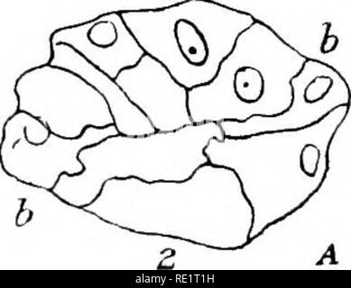 . Le Eusporangiatae ; la morphologie comparative des Ophioglossaceae et Marattiaceae. Ophioglossaceae ; Marattiaceae. lit bébé. Veuillez noter que ces images sont extraites de la page numérisée des images qui peuvent avoir été retouchées numériquement pour plus de lisibilité - coloration et l'aspect de ces illustrations ne peut pas parfaitement ressembler à l'œuvre originale.. Campbell, Douglas Houghton, 1859-1953. Washington, D. C. , Carnegie Institution of Washington Banque D'Images