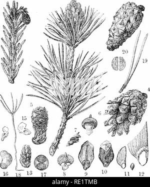 . Les plantes et leurs usages ; une introduction à la botanique. La botanique, la botanique, économique. TRUIO W&Lt ;)(JDS 2(J0 Olive-ivood (Fig. 113) en raison de son liardness et attrac- tive coloration est recherché pour de nombreux petits articles de tournerie et la sculpture et d'autres ornements. Bois-d'Apple (Fig. 91) pour sa compacité similaire et uni- forme, fermer les est également très appréciée pour les poignées d'outils, mallet-chefs, boutons, et autres articles de tournerie, 123 g 14 KiG. 2,58.-Scotch pine. Les Finlandais sylKalris (pin, Famille, Pinacae). 1 La direction générale des jeunes, portant une fleur pistillée près de la pointe. 2, de la direction générale de l'endurance de roulement Banque D'Images