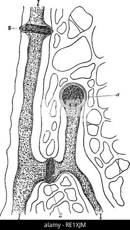 . Un manuel de botanique cryptogamique. Les cryptogames. Fig. 217.-MacrocysHs ^lo section longitudinale, yrifera-grille montrant les tubes, /, et la grille-plaques, s, avec les callosités (x 300). (D'après Oliver.). Veuillez noter que ces images sont extraites de la page numérisée des images qui peuvent avoir été retouchées numériquement pour plus de lisibilité - coloration et l'aspect de ces illustrations ne peut pas parfaitement ressembler à l'œuvre originale.. Bennett, Alfred W. (Alfred William), 1833-1902 ; Murray, George Robert Milne, 1858-. Londres, New York, Longmans, Green, and Co. Banque D'Images