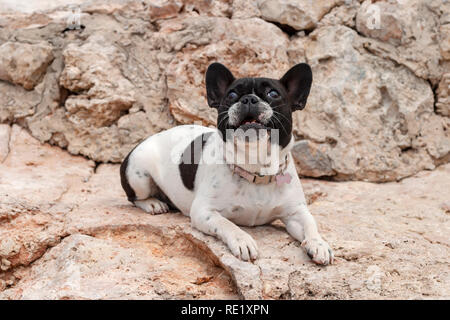 Close-up of a French bulldog allongé sur les rochers, jusqu'à Sa Pedrera de Cala d'Hort, Atlantis, Ibiza, Espagne. Banque D'Images