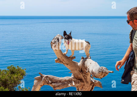 Bouledogue français noir et blanc avec sa propriétaire a grimpé sur un arbre sec avec la mer en arrière-plan, l'été, Sa Pedrera de Cala d'Hort, Banque D'Images