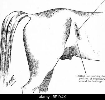 . Les coliques du cheval ; leurs causes, symptômes, diagnostic et traitement. Les coliques ; chevaux. Traitement chirurgical 159 sont placés dans le n° 2. Dans un bac sont placés les aiguilles des modistes, dont douze sont filetées avec twist n° I ; un autre bac contient des ciseaux, pinces, et d'un scalpel, et la troisième contient des instruments de réserve, aiguilles à suture, et vrille nos 3 et 6. Seau n°3 est la position des iirst une incision à travers la peau)id à travers le filjres de l'oblique externe.. Ligne pointillée qui marque la position de l'enseignement secondaire pour le drainage de la plaie. Fig. 5.-siège d'Laparo-Enterotomy (Macqueen's ope Banque D'Images