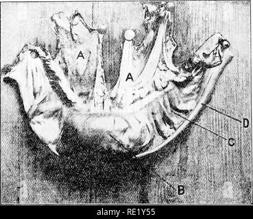 . Les coliques du cheval ; leurs causes, symptômes, diagnostic et traitement. Les coliques ; chevaux. 150 LA POLITIQUE DES COLIQUES DU CHEVAL quelque lointain 7 ou 8 pieds de l'anus. L'obstruction était presque rondes, et à l'approche de l'ovale, de la taille d'un coco, et, voyant qu'il était entièrement composé d'excréments, extrêmement dur. Il a présenté l'aspect représenté dans la photographie d'accompagnement ;. Fig, 4'ACXED iMi -J'ortiox de Petit Colun :-,Ubi'i;NLLD Mésentère uv. A, B, mésentère ; obstruction^ sacculated ; C, replis de l'intestin ; D, bande longitudinale de l'intestin. Aucun autre circu suspectes Banque D'Images