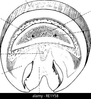 . L'anatomie topographique des membres du cheval. Les chevaux, la physiologie. Les MEMBRES DU CHEVAL 87 Dissection.-Le tore numérique devrait être entièrement supprimée, et les deux surfaces du ungual exposés les cartilages et nettoyé. Dans la conduite de cette opération, le dissecteur doit préserver les artères et les nerfs de la région, et, en même temps, observer le plexus veineux à partir de laquelle le veines numériques prennent leur origine. Les cartilages de la troisième phalange (cartilagines phalangis tertia).-ces, les cartilages ungual comme on les appelle parfois, sont jointes aux angles de la troisième phalange, Banque D'Images