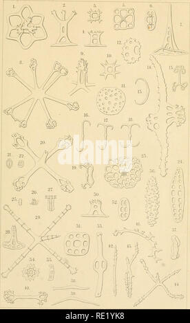 . (Echinodermen Stachelhäuter). Les échinodermes. Hulolhurioidea Yai.K...WerntriWaitetFriuikfixrt Änstv.cer'iN.. Veuillez noter que ces images sont extraites de la page numérisée des images qui peuvent avoir été retouchées numériquement pour plus de lisibilité - coloration et l'aspect de ces illustrations ne peut pas parfaitement ressembler à l'œuvre originale.. Ludwig, Hubert, 1852-1913 ; Meissner, Max ; Przibram, Hans ; Hamann, Otto. Leipzig : C. F. Winter Banque D'Images