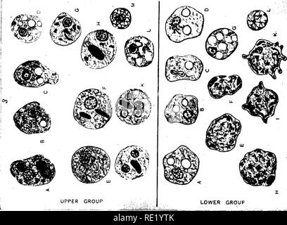 . Un texte-livre sur les protozoaires et les bactéries pathogènes pour les étudiants de médecine et les médecins. Bactériologie ; bactéries pathogènes ; les protozoaires. Fig. 261.. Veuillez noter que ces images sont extraites de la page numérisée des images qui peuvent avoir été retouchées numériquement pour plus de lisibilité - coloration et l'aspect de ces illustrations ne peut pas parfaitement ressembler à l'œuvre originale.. McFarland, Joseph, 1868-. Philadelphie et Londres, W. B. Saunders Company Banque D'Images