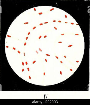 . Atlas et principes de bactériologie et texte-livre de diagnostic bactériologique spécial. La bactériologie. . Veuillez noter que ces images sont extraites de la page numérisée des images qui peuvent avoir été retouchées numériquement pour plus de lisibilité - coloration et l'aspect de ces illustrations ne peut pas parfaitement ressembler à l'œuvre originale.. Lehmann, K. B. (Karl Bernhard), 1858-1940 ; Neumann, Rudolf Otto, 1868- coauteur ; Weaver, George H. (George Howitt), b. 1866 ed. Philadelphie et Londres, W. B. Saunders &AMP, le nom de l'entreprise Banque D'Images