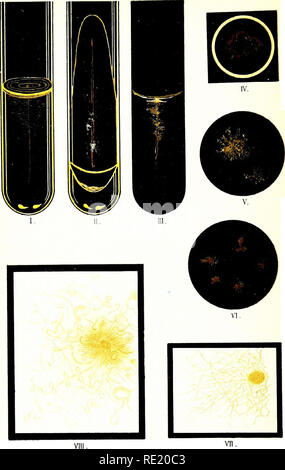 . Atlas et principes de bactériologie et texte-livre de diagnostic bactériologique spécial. La bactériologie. Onglet. 29...Ansl f- : Heu-liJwld Muiir,/ien.. Veuillez noter que ces images sont extraites de la page numérisée des images qui peuvent avoir été retouchées numériquement pour plus de lisibilité - coloration et l'aspect de ces illustrations ne peut pas parfaitement ressembler à l'œuvre originale.. Lehmann, K. B. (Karl Bernhard), 1858-1940 ; Neumann, Rudolf Otto, 1868- coauteur ; Weaver, George H. (George Howitt), b. 1866 ed. Philadelphie et Londres, W. B. Saunders &AMP, le nom de l'entreprise Banque D'Images