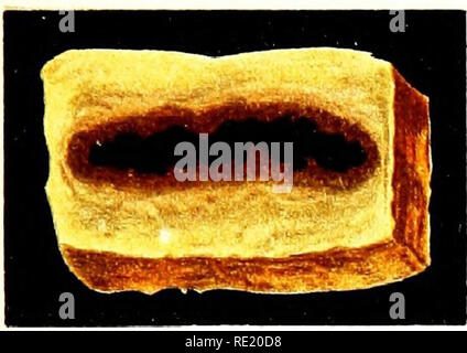 . Atlas et principes de bactériologie et texte-livre de diagnostic bactériologique spécial. La bactériologie. . Veuillez noter que ces images sont extraites de la page numérisée des images qui peuvent avoir été retouchées numériquement pour plus de lisibilité - coloration et l'aspect de ces illustrations ne peut pas parfaitement ressembler à l'œuvre originale.. Lehmann, K. B. (Karl Bernhard), 1858-1940 ; Neumann, Rudolf Otto, 1868- coauteur ; Weaver, George H. (George Howitt), b. 1866 ed. Philadelphie et Londres, W. B. Saunders &AMP, le nom de l'entreprise Banque D'Images