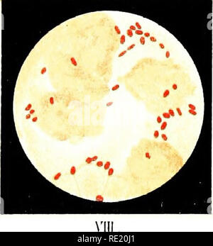 . Atlas et principes de bactériologie et texte-livre de diagnostic bactériologique spécial. La bactériologie. . Veuillez noter que ces images sont extraites de la page numérisée des images qui peuvent avoir été retouchées numériquement pour plus de lisibilité - coloration et l'aspect de ces illustrations ne peut pas parfaitement ressembler à l'œuvre originale.. Lehmann, K. B. (Karl Bernhard), 1858-1940 ; Neumann, Rudolf Otto, 1868- coauteur ; Weaver, George H. (George Howitt), b. 1866 ed. Philadelphie et Londres, W. B. Saunders &AMP, le nom de l'entreprise Banque D'Images