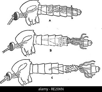 . Un texte-livre sur les protozoaires et les bactéries pathogènes pour les étudiants de médecine et les médecins. Bactériologie ; bactéries pathogènes ; les protozoaires. 492 Le paludisme est capables de nager vigoureusement pour s'échapper. Dans environ trois jours l'imago questions et est prêt à voler. L'Anopheles n'arborent pas de grandes distances ; quelques centaines de mètres est dans l'éventail de leurs activités. Ils ne retournent pas toujours aux mêmes piscines dont ils émis, n'importe quel pool semblable ou d'un cours d'eau est suffisamment bon pour ovi-. Fig. 195.-Méthode de retirer le tube digestif du moustique pour étude (Blanchard). position. Après avoir déposé Banque D'Images